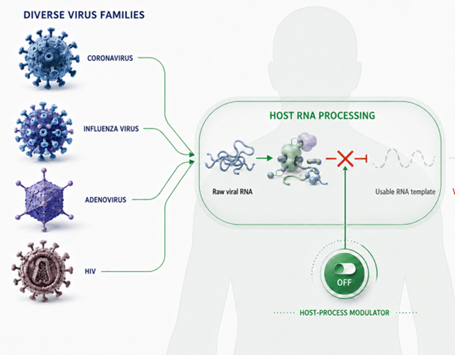 Diverse virus families — Coronavirus, Influenza, Adenovirus, and HIV all converge on the host RNA processing pathway, which GPS543 blocks via a host-process modulator